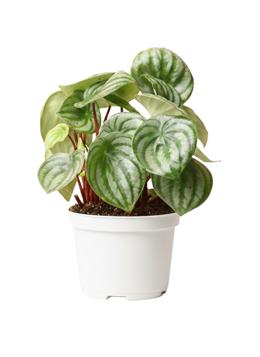 Peperomia Watermelon