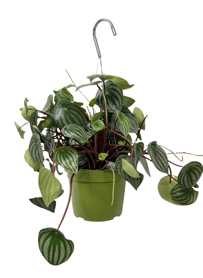 Peperomia Watermelon