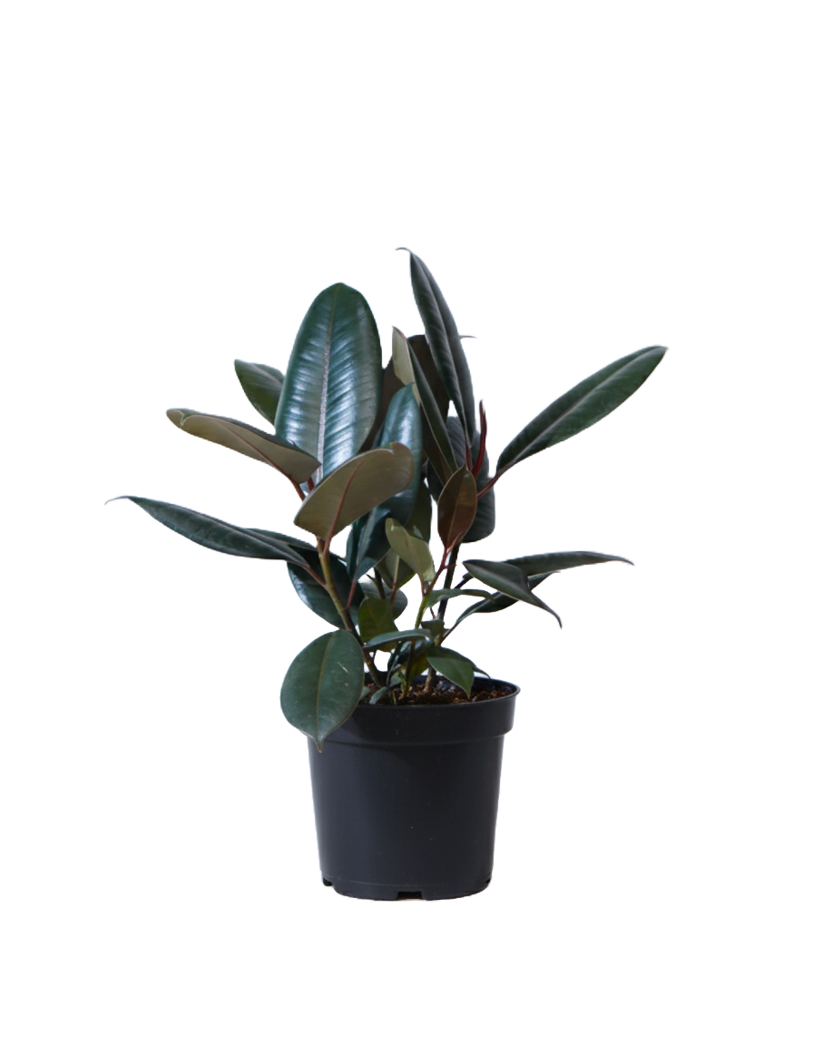 Ficus Decora Burgundy