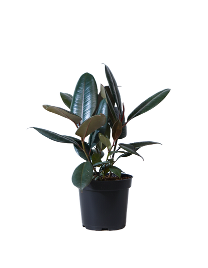 Ficus Decora Burgundy