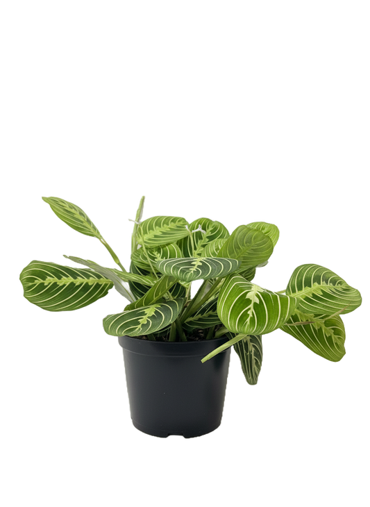 Maranta Lemon Lime