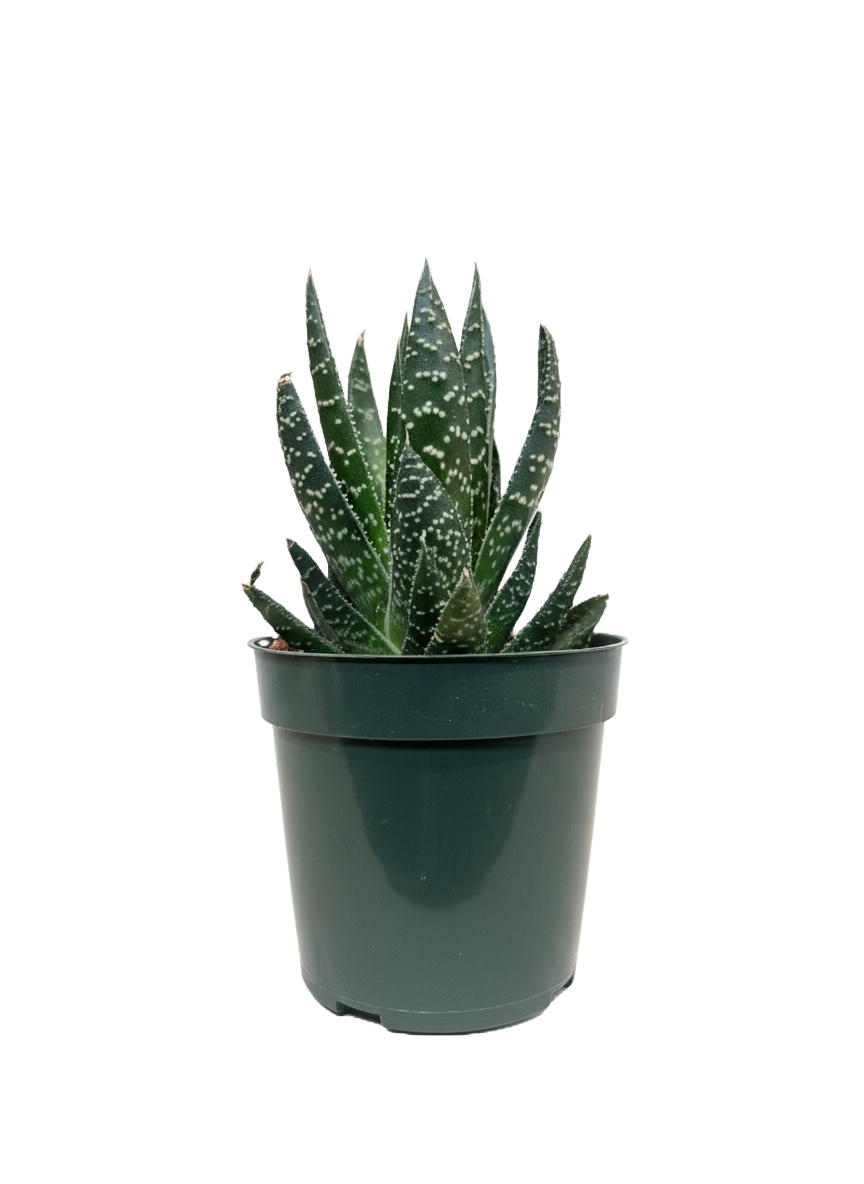 Haworthia