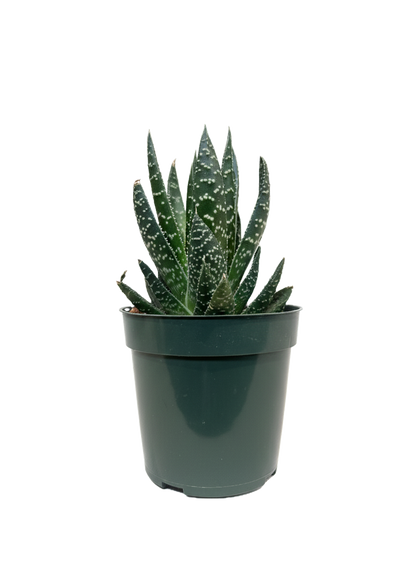 Haworthia