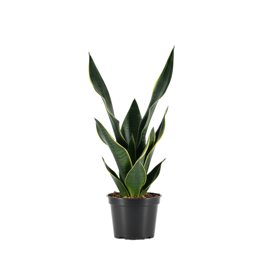 Snake Plant Super Fabi
