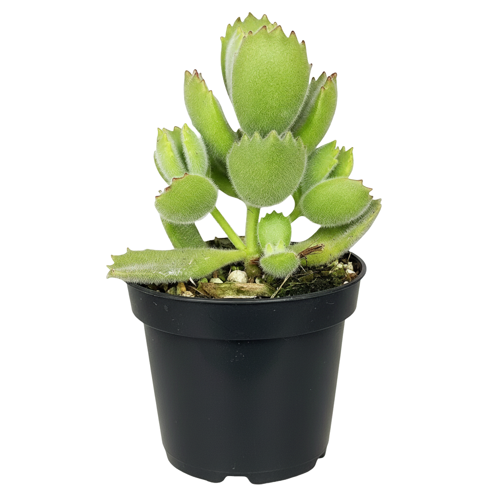 Bear Paw Succulent