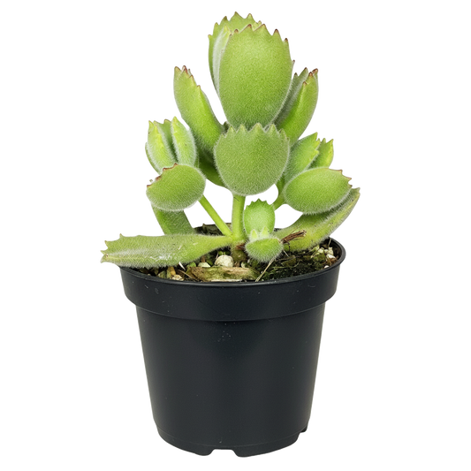 Bear Paw Succulent