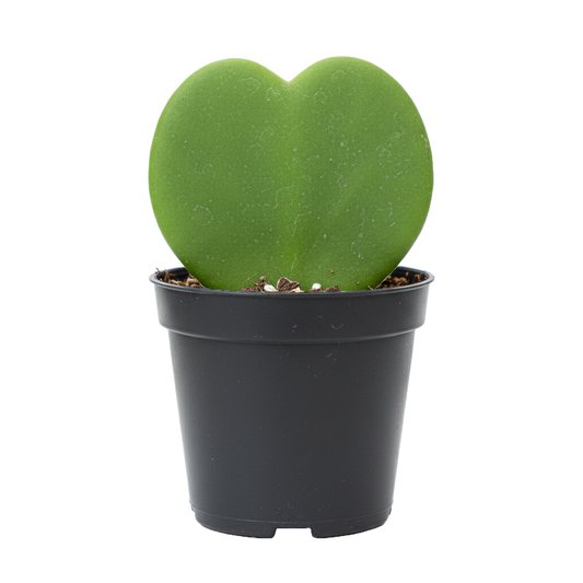 Hoya Kerri Heart