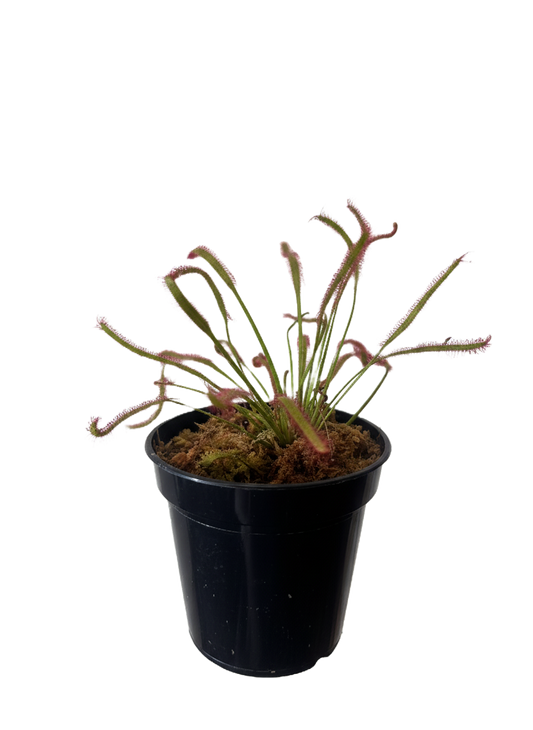 Sundew Plant