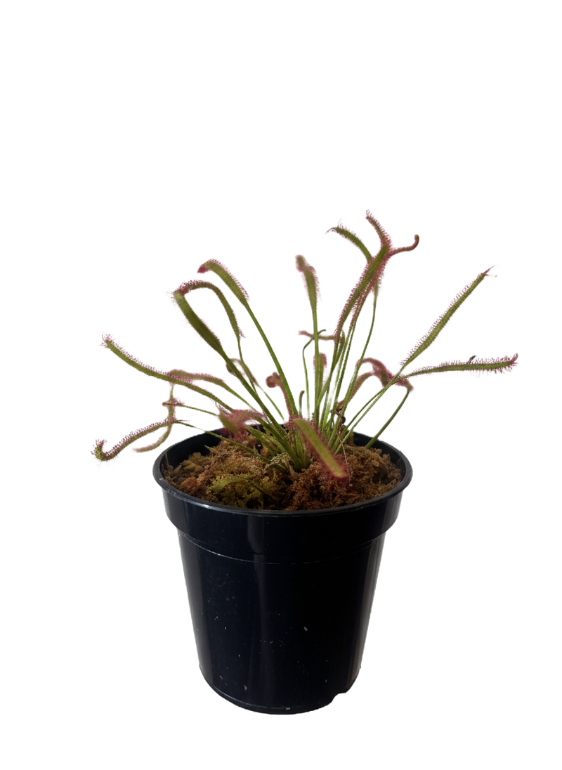 Sundew Plant