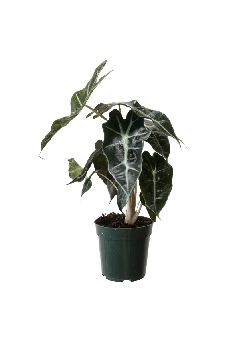 Alocasia African Mask