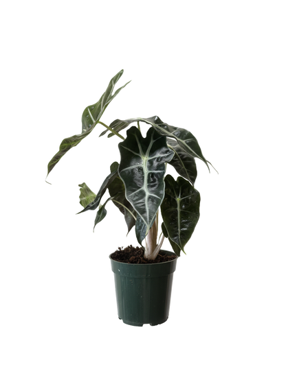 Alocasia African Mask