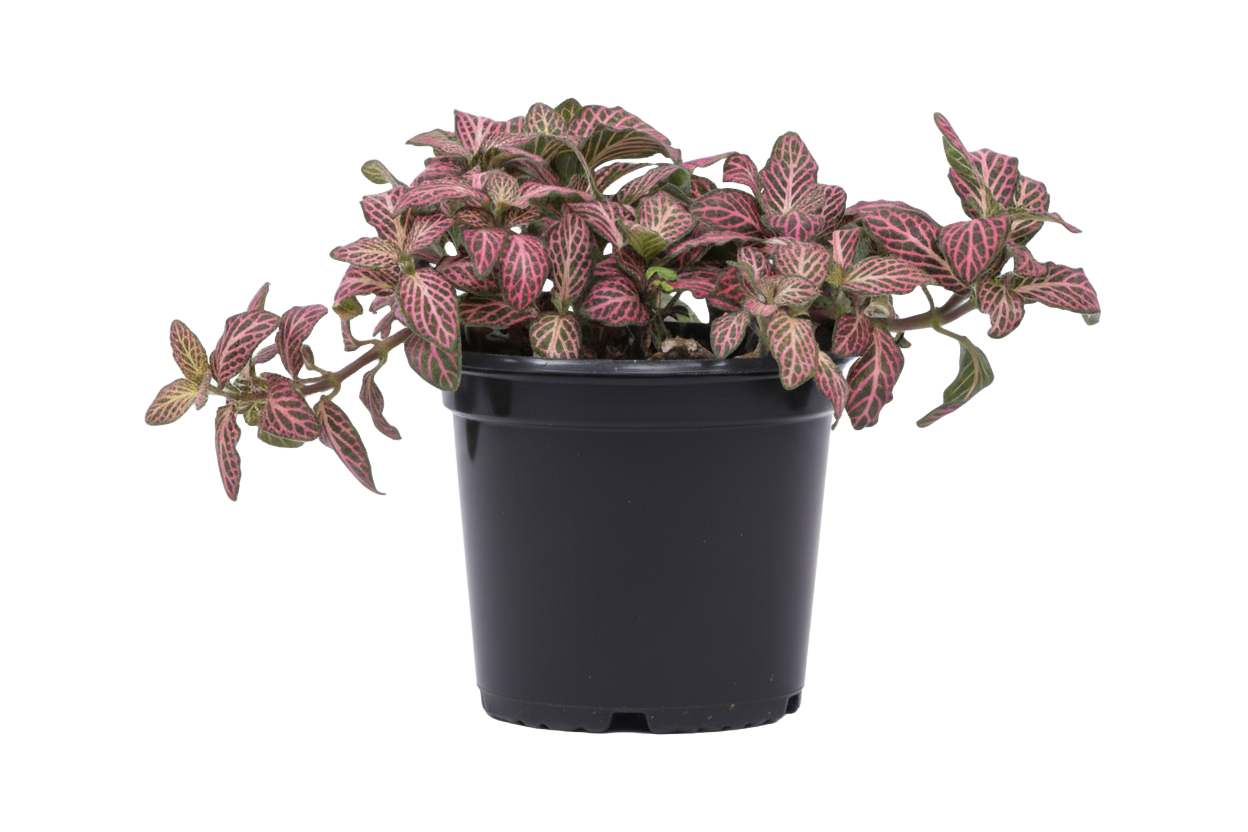 Fittonia