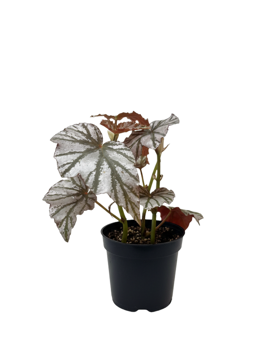 Begonia Rex
