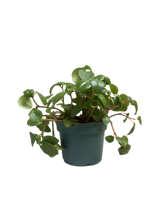 Peperomia Red Stem