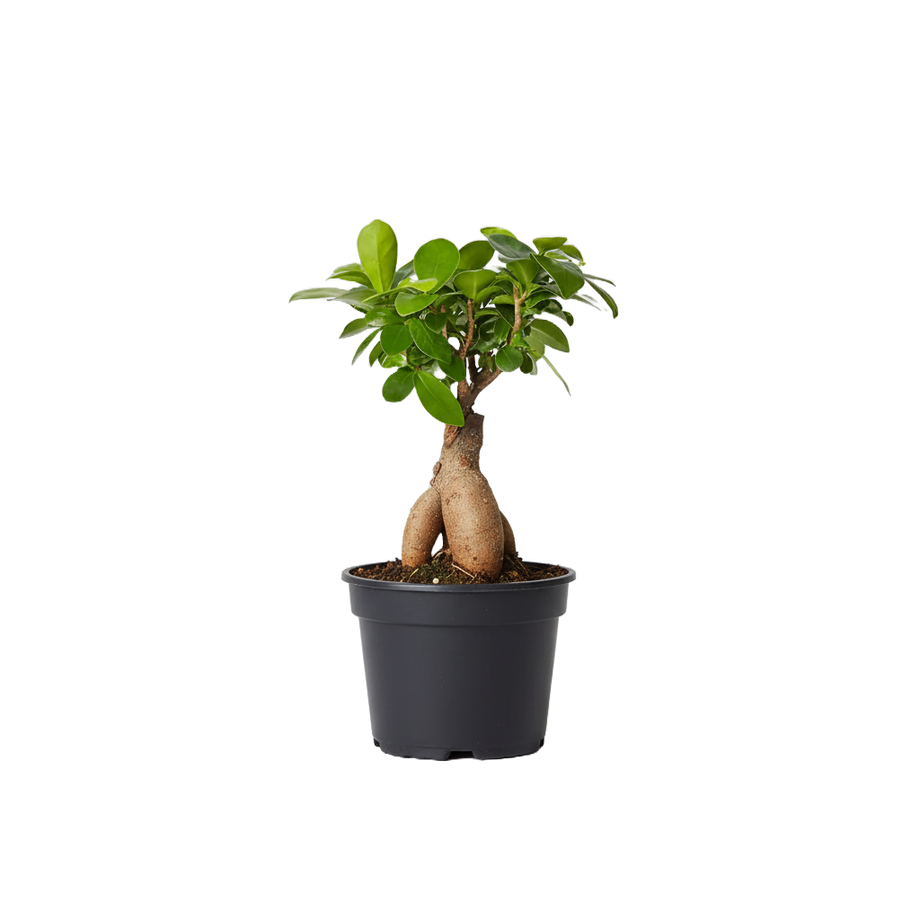 Ficus Ginseng