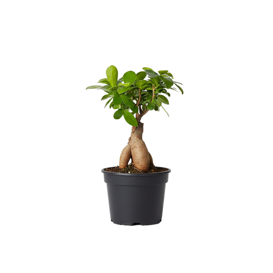 Ficus Ginseng