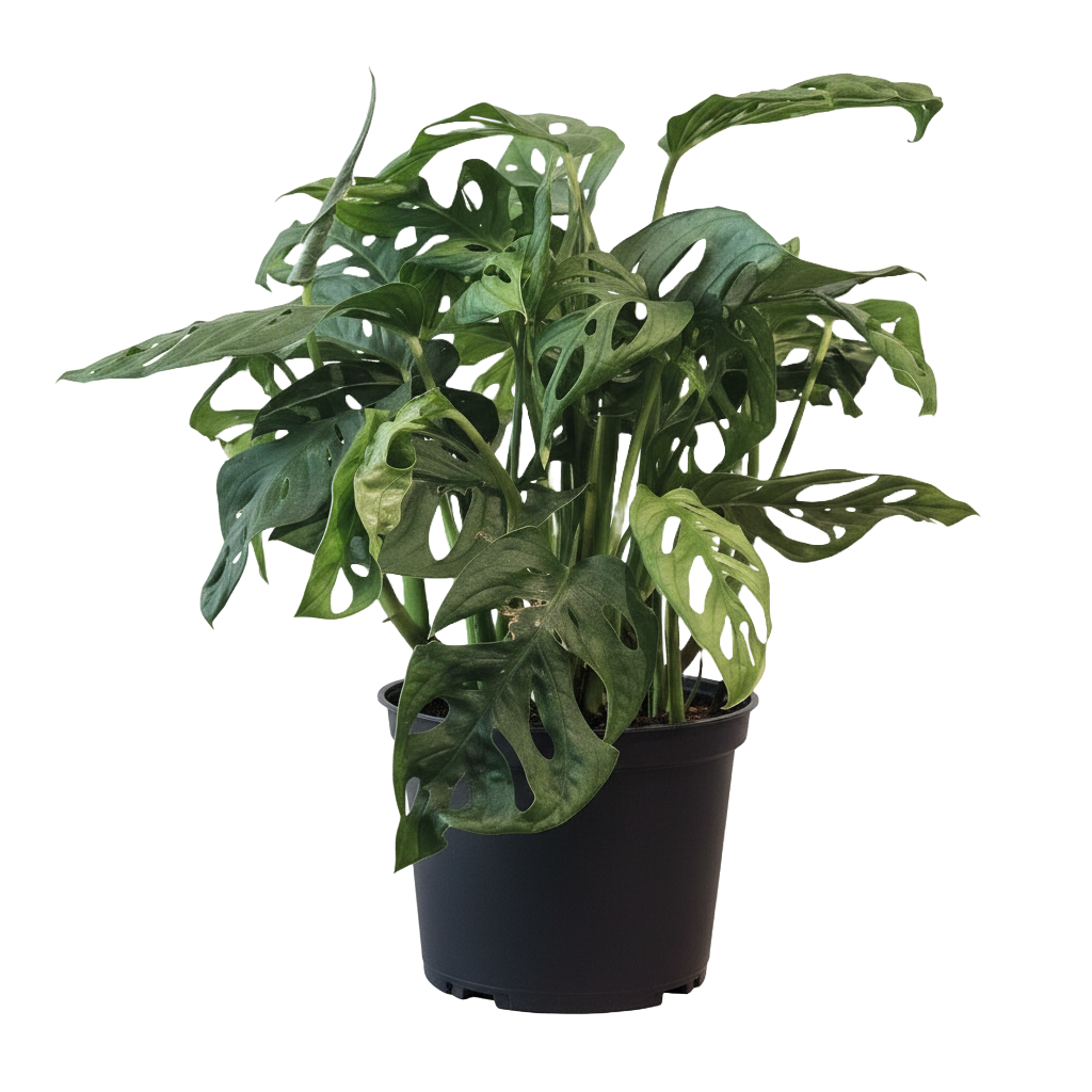 Monstera Swiss Cheese