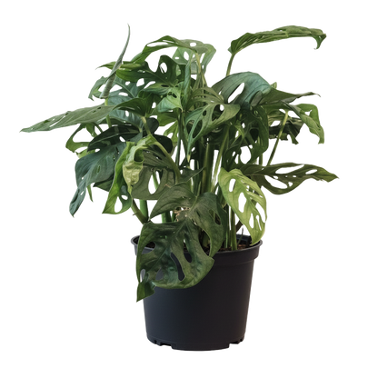 Monstera Swiss Cheese