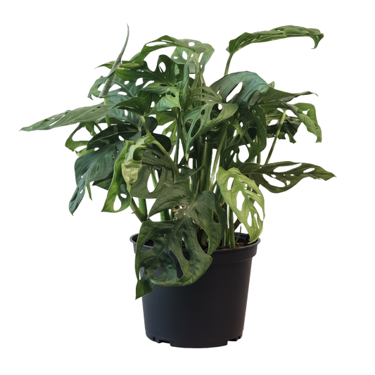 Monstera Swiss Cheese