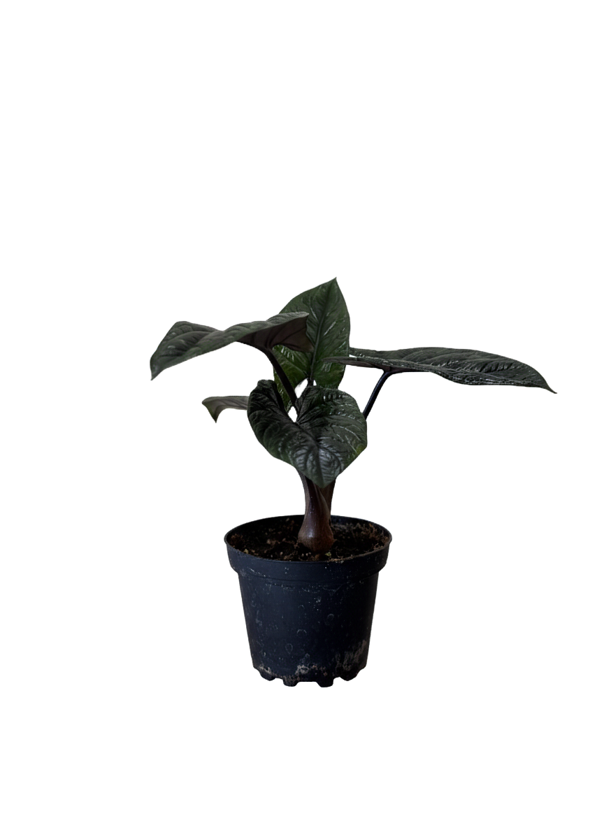 Alocasia Scalprum