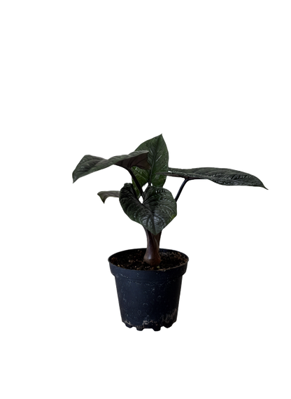 Alocasia Scalprum