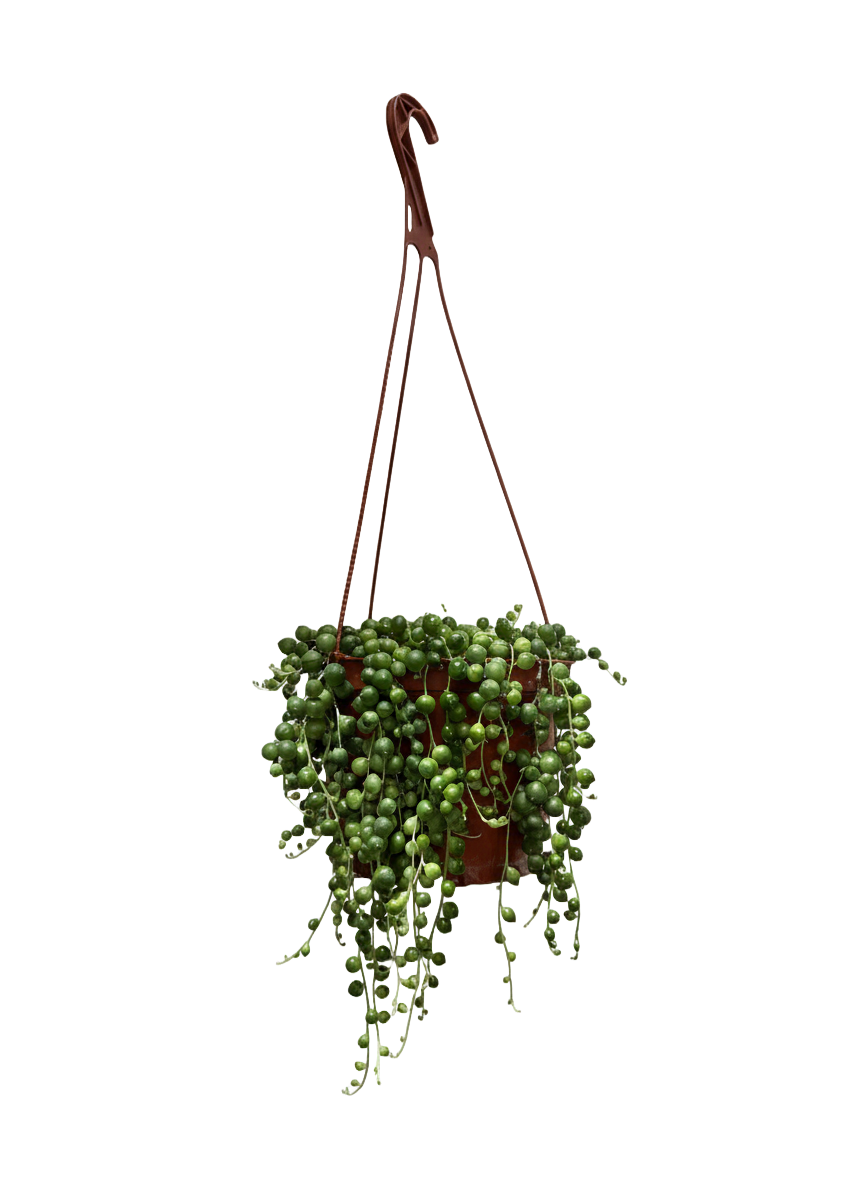 String of Pearls