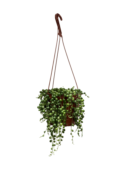 String of Pearls