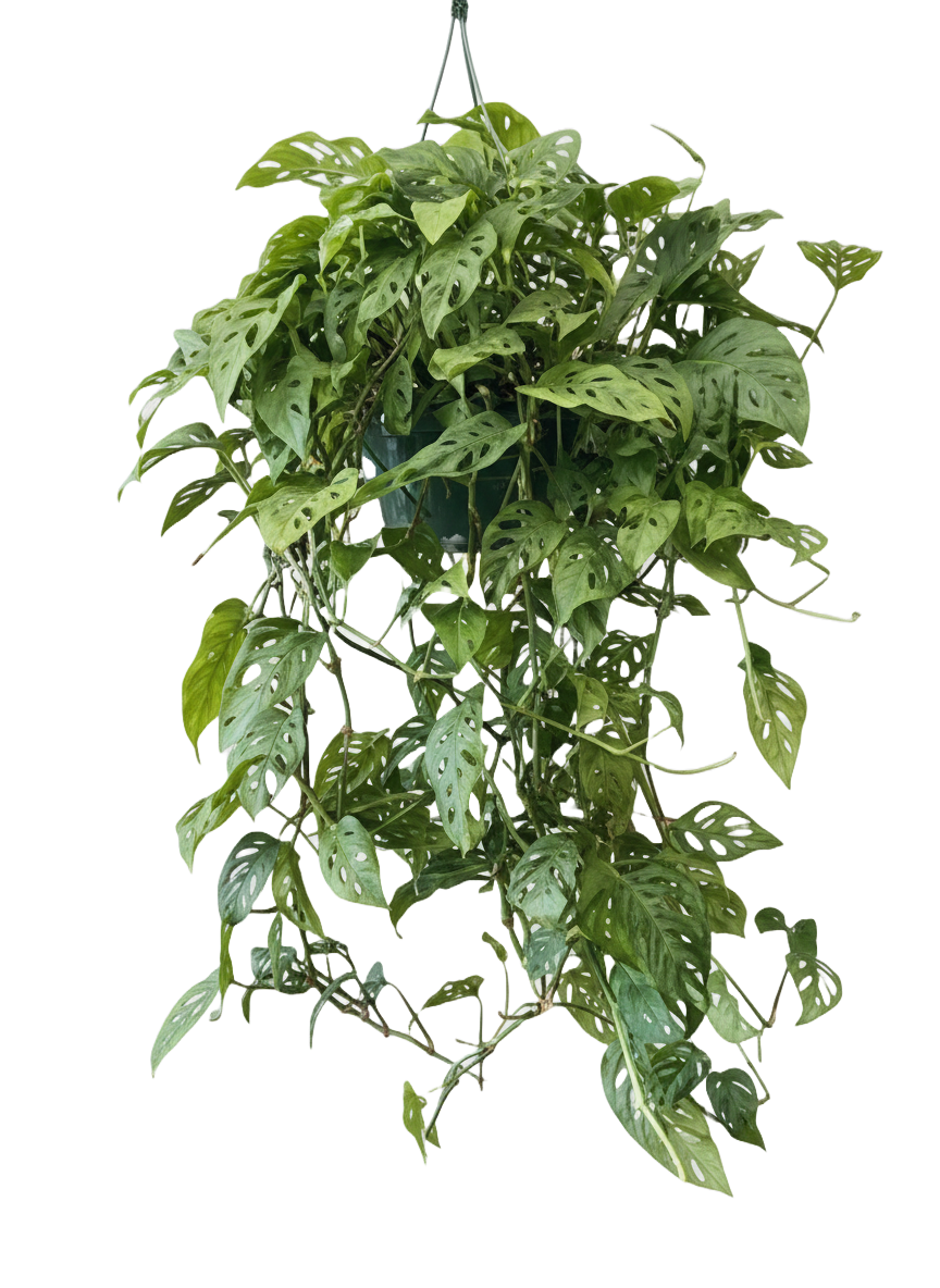 Monstera Swiss Cheese