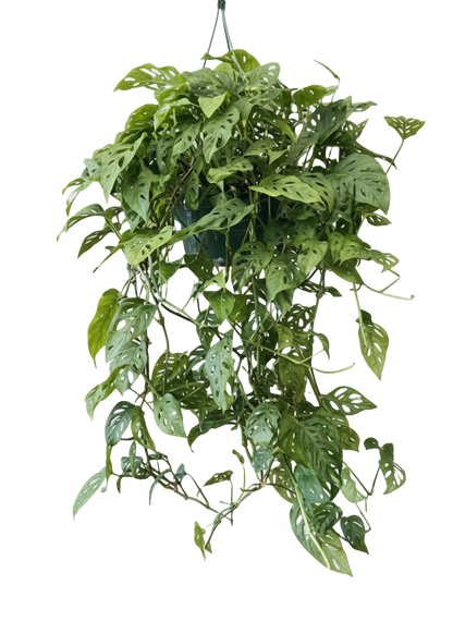 Monstera Swiss Cheese