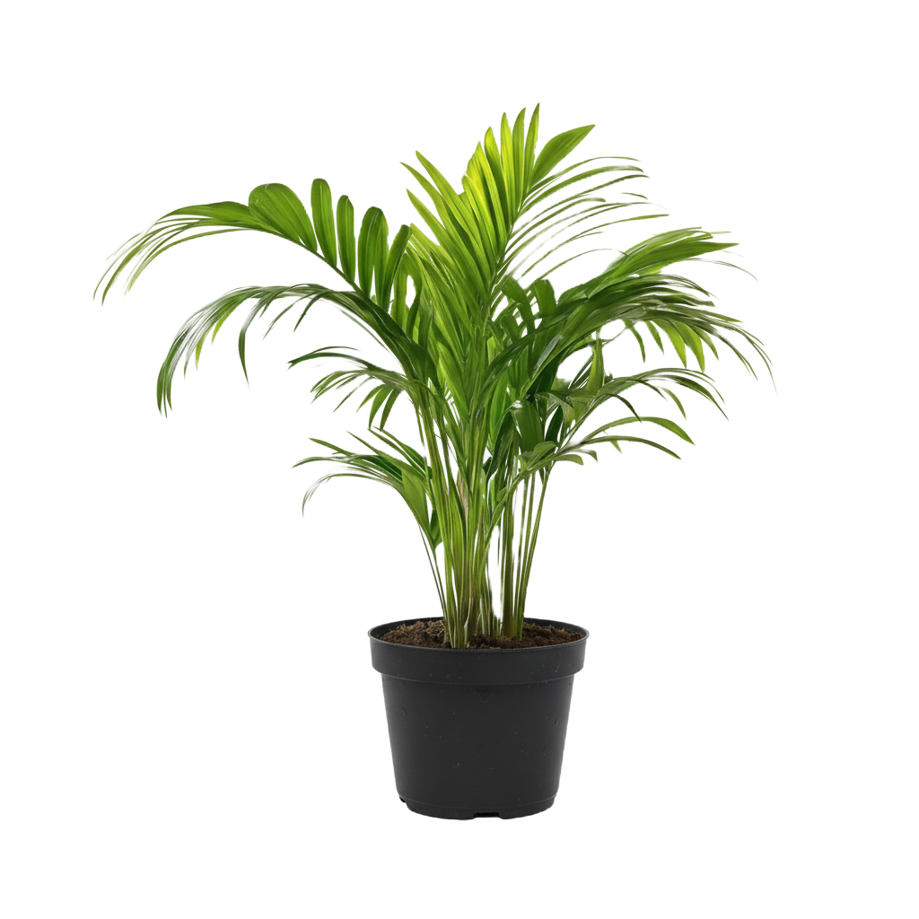 Areca Palm