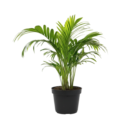 Areca Palm