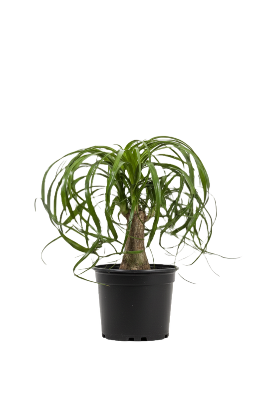 Ponytail Palm Stump
