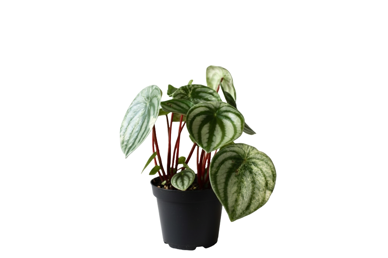 Peperomia Watermelon