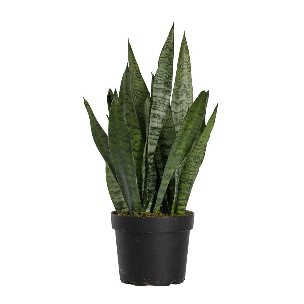 Snake Plant Zeylanica