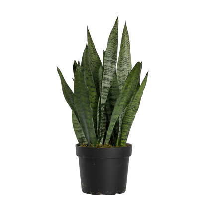 Snake Plant Zeylanica