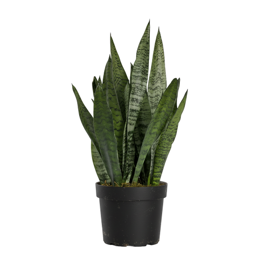 Snake Plant Zeylanica