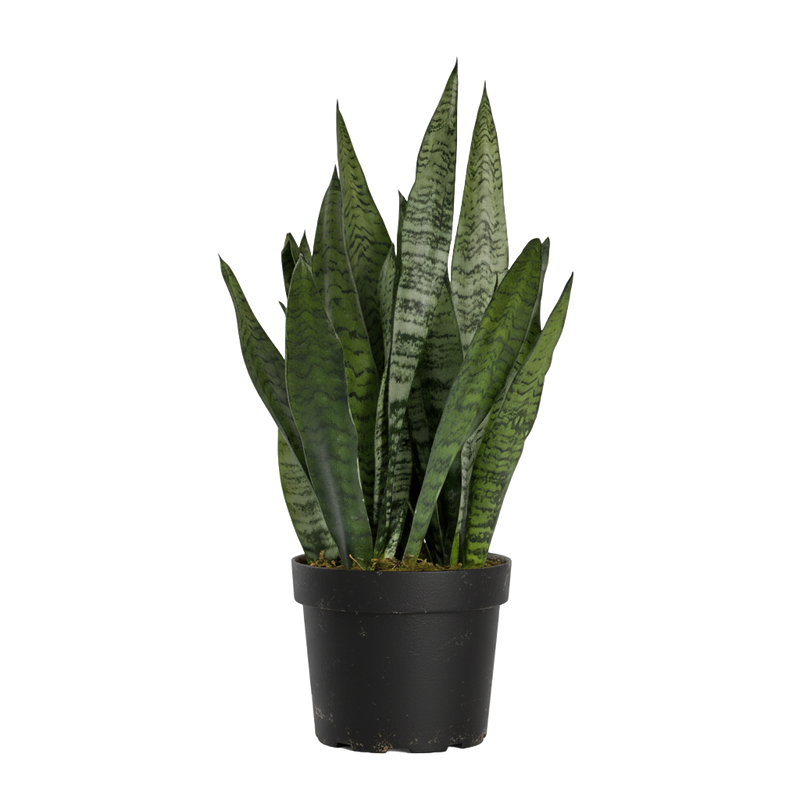 Snake Plant Zeylanica
