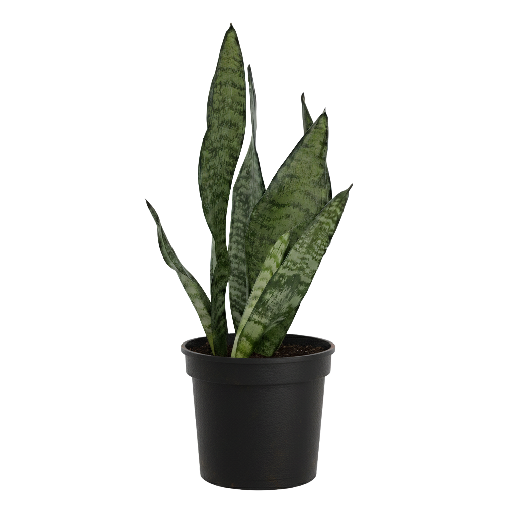 Snake Plant Zeylanica
