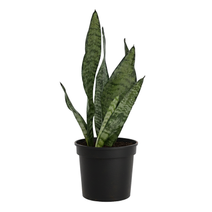 Snake Plant Zeylanica