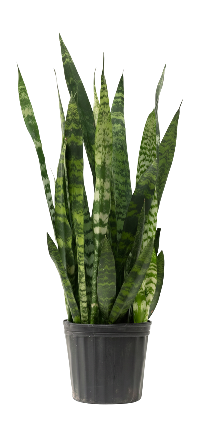 Snake Plant Zeylanica