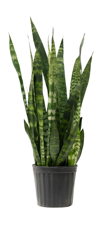 Snake Plant Zeylanica