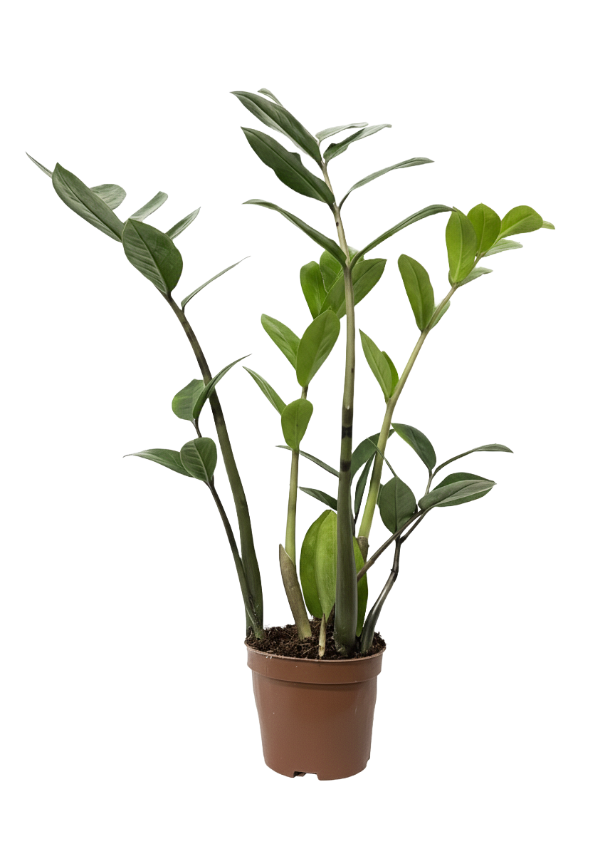ZZ Plant