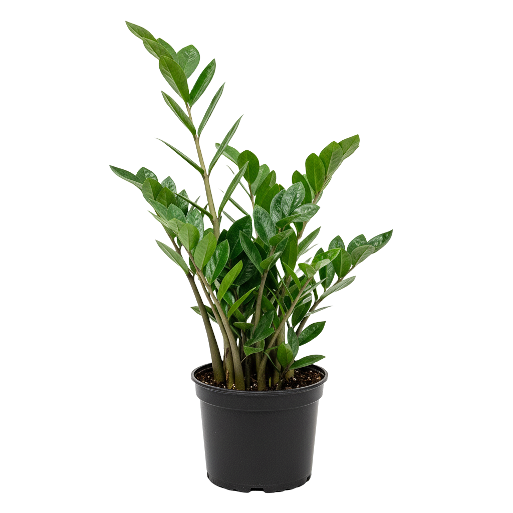 ZZ Plant