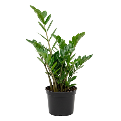 ZZ Plant