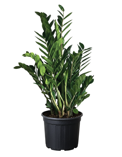 ZZ Plant