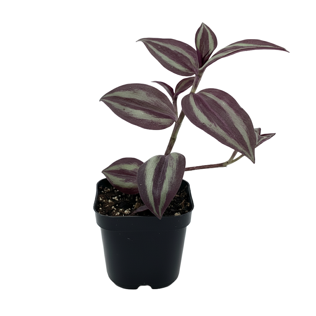Tradescantia Zebrina