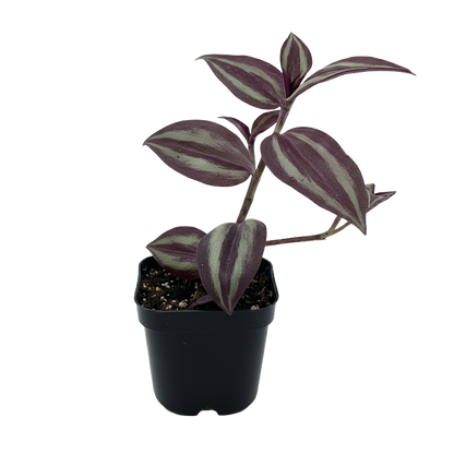 Tradescantia Zebrina