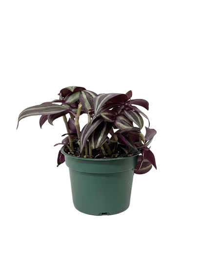 Tradescantia Zebrina