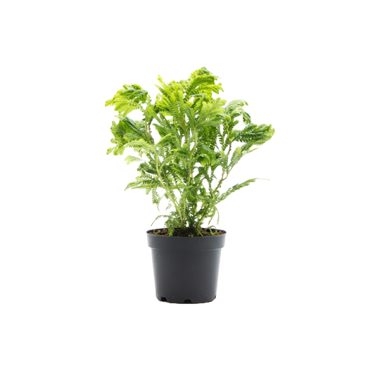 Moss Fern Selaginella