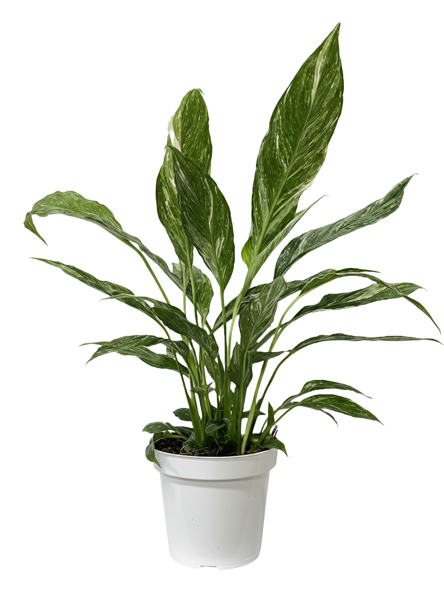 Peace Lily Varigated